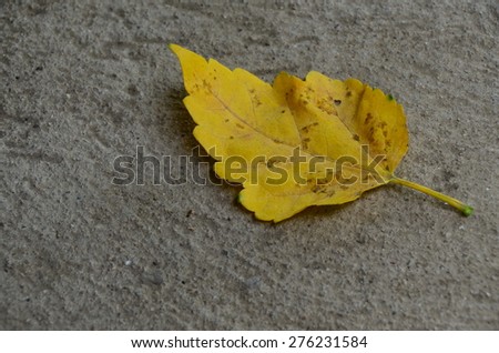 leaf leaves isolated background wall yellow nature texture summer lemon gold