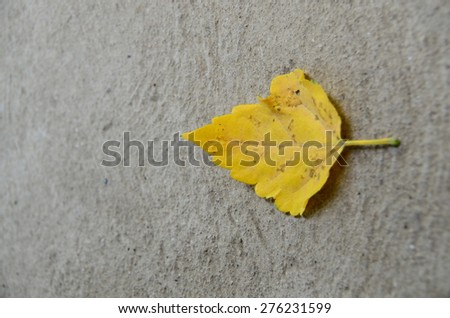 leaf leaves isolated background wall yellow nature texture summer lemon gold