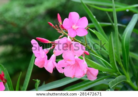 pink flowers spring background wall nature bloom plant summer blossom green pattern