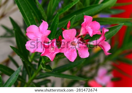 pink flowers spring background wall nature bloom plant summer blossom green pattern