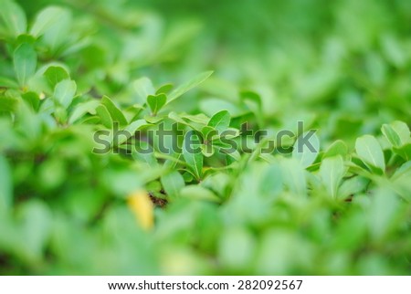 tree wall background green nature trees leaves wooden plant summer light