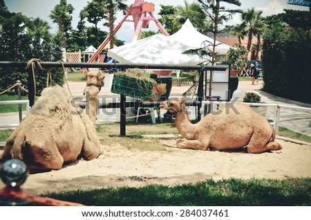 camel animal desert camels isolated background travel brown smiling domestic transport