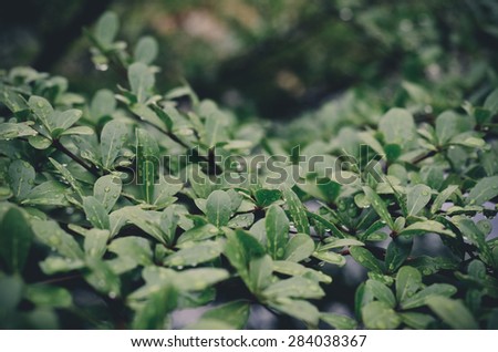ground cover green plant grass nature vintage tone color abstract leaves wall grass