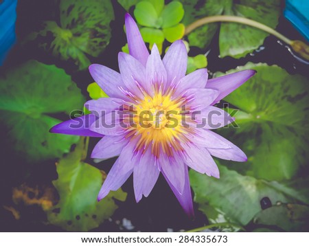 lotus flowers vintage tone background wall nature color water beauty blossom