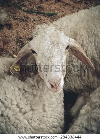 sheep vintage tone animal wool farm old sleep background wall white