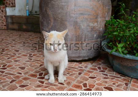 cat isolated animal cute vintage tone pet background portrait cats pet