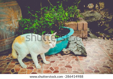cat isolated animal cute vintage tone pet background portrait cats pet