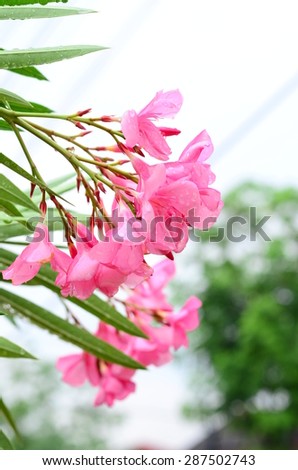 azalea flowers color pink green background wall garden nature beauty plant park blossom