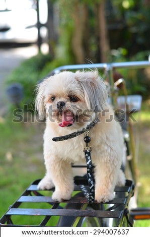 shih tzu dog animal grass green nature young one outdoors shihtzu front cut pet home smile background fur