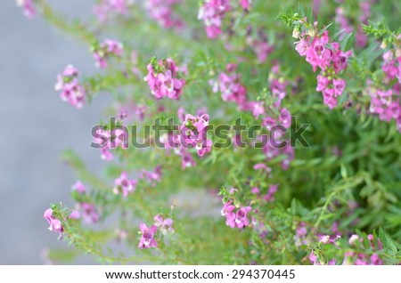 flowers floral color pink nature wall background green summer bloom blossom plant