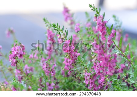flowers floral color pink nature wall background green summer bloom blossom plant