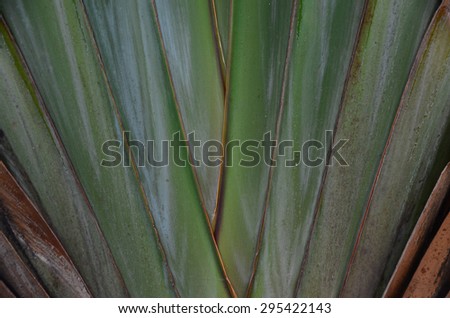 wall leaf green texture background tree nature bright close garden banana line shape abstract