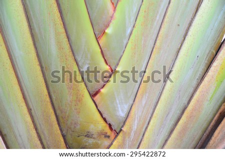 leaf background wall green nature banana tree garden close bright design abstract