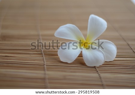 flowers plumeria tropical blossom plant nature wall green wall background isolated color