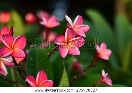Plumeria flowers color pink green nature wall background blossom plant bloom beautiful spa