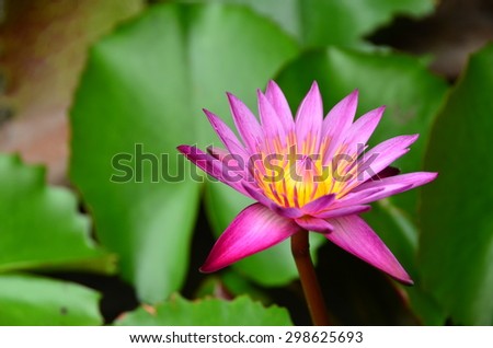 lotus flowers pink water wall background nature beauty bloom green texture colorful blossom