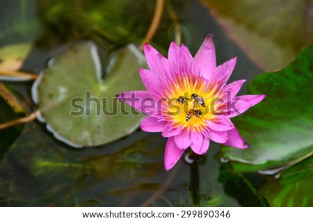 lotus flowers color wall background nature beautiful beauty garden water blooming green