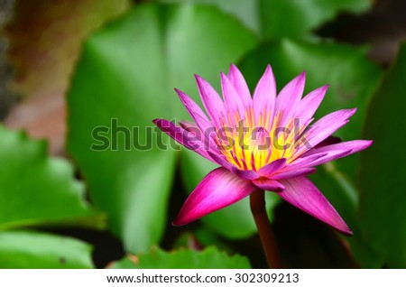 lotus flowers nature green pink color blossom wall water background garden plant bloom