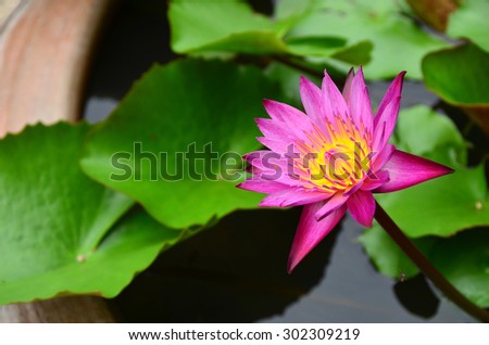 lotus flowers nature green pink color blossom wall water background garden plant bloom