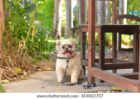 dog happy pet home smile cute face animal sitting background