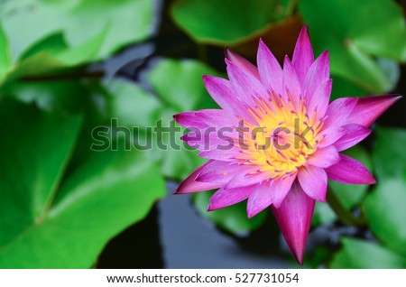 Beautiful Pink Lotus, Pink Water Lily