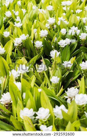 Siam tulip farm (White and Violet Tulip)