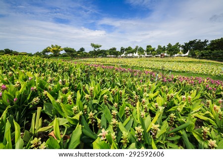 Siam tulip farm (White and Violet Tulip)