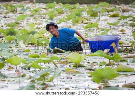 Ratchaburi,Thailand - June 22, 2014: A man picks up the Lotus from the water in the lotus farm in Thailand.