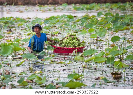 Ratchaburi,Thailand - June 22, 2014: A man picks up the Lotus from the water in the lotus farm in Thailand.