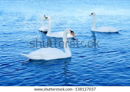 Four gorgeous swans swimming in the river