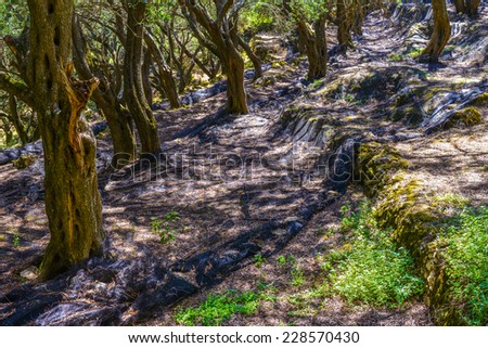 Old active beautiful Olive grove confined with mossy stone walls, in its own shade in village of Krini at Corfu Island Greece