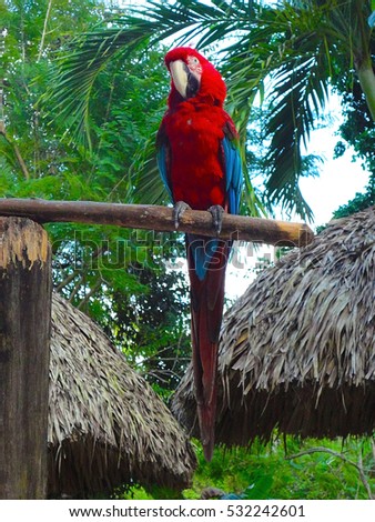 Parrot - Red Blue Macaw
