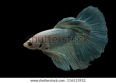 Blue Siamese fighting fish isolated on black background