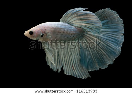 Blue Siamese fighting fish isolated on black background