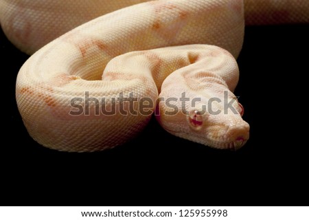 albino jungle Columbian red-tailed boa (Boa constrictor constrictor) isolated on black background.