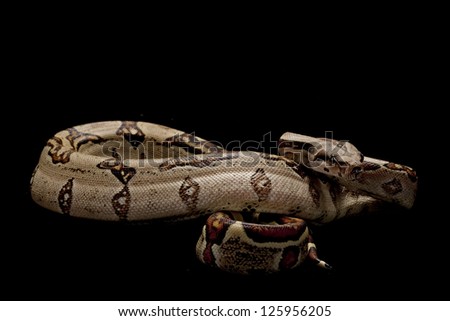 Jungle Columbian red-tailed boa (Boa constrictor constrictor) isolated on black background.