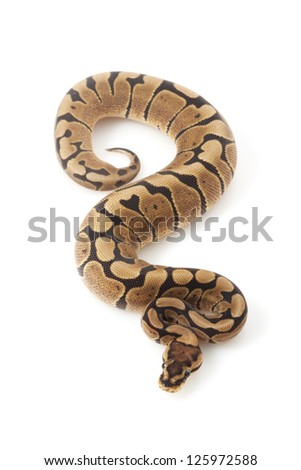 woma ball python (Python regius) isolated on white background.