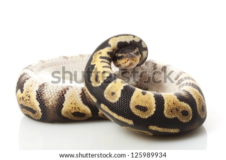 chocolate pastel ball python (Python regius) isolated on white background.