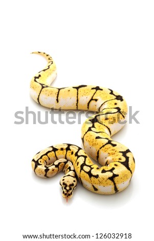 Bumble bee ball python (Python regius) isolated on white background.
