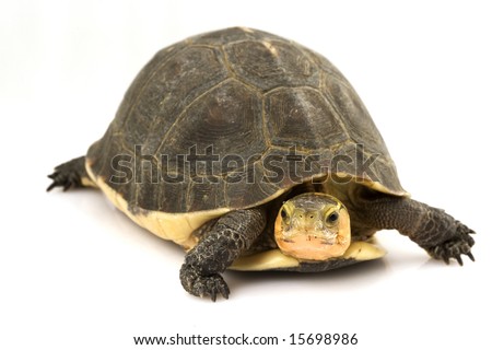 Chinese Box Tortoise