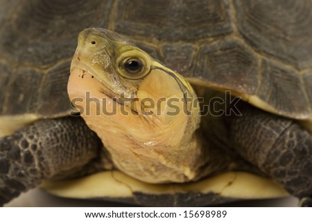 Close-up of a Chinese Box Turtle (Cuora flavomarginata)