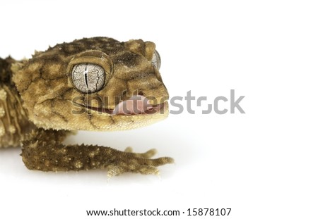 Centralian Bearded Dragon