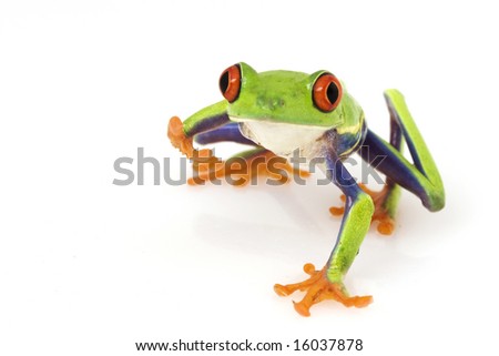 red eye tree frog images. stock photo : Red-eyed Tree