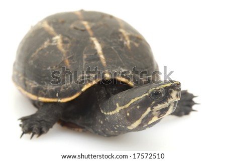 Тем, кто хочет завести "аквариумную" черепаху Stock-photo-three-striped-mud-turtle-kinosternon-baurii-on-white-background-17572510