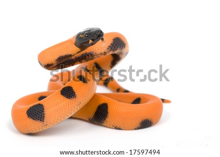 coral snake mimic on a desert common cantil or mexican