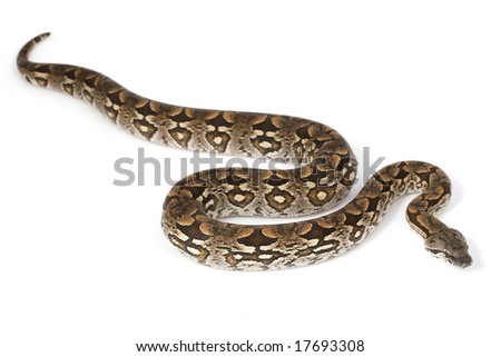 and royal python or ball python seamless boa snake skin