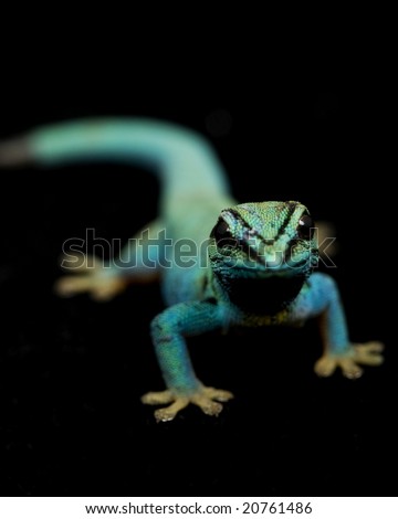 blue day gecko