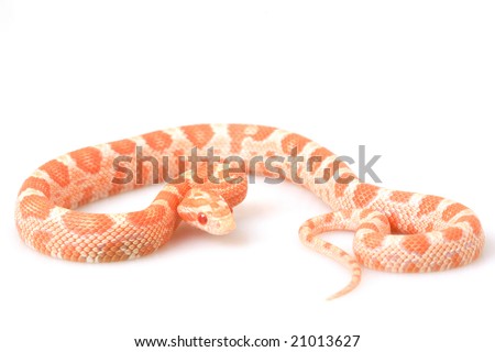 stock photo : Creamsicle Corn Snake (Elaphe guttata guttata) on white 