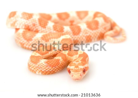 stock photo : Creamsicle Corn Snake (Elaphe guttata guttata) on white 