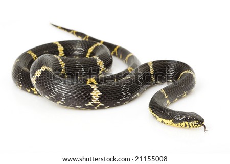stock photo : Russian Rat Snake (Elaphe schrenkii) on w